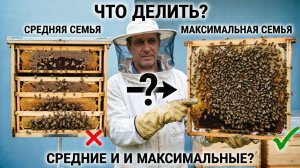Какие семьи делить: средние или максимальные? Отвечает профессор Кашковский 🐝✂️