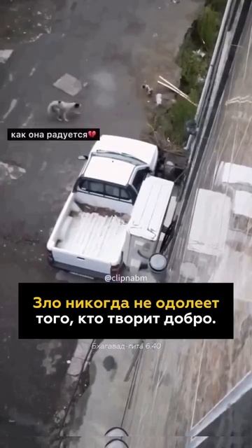 Собака- мама просила помощи. Доброта Человеческая победила : воссоединение!