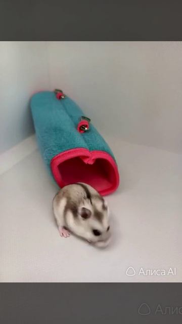 Тоннель для мелких грызунов.mp4