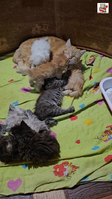 Спокойной ночи ребята 🌜😽❤️🐈🐈🐈🐈🐈🐈🐈✨️ #котята