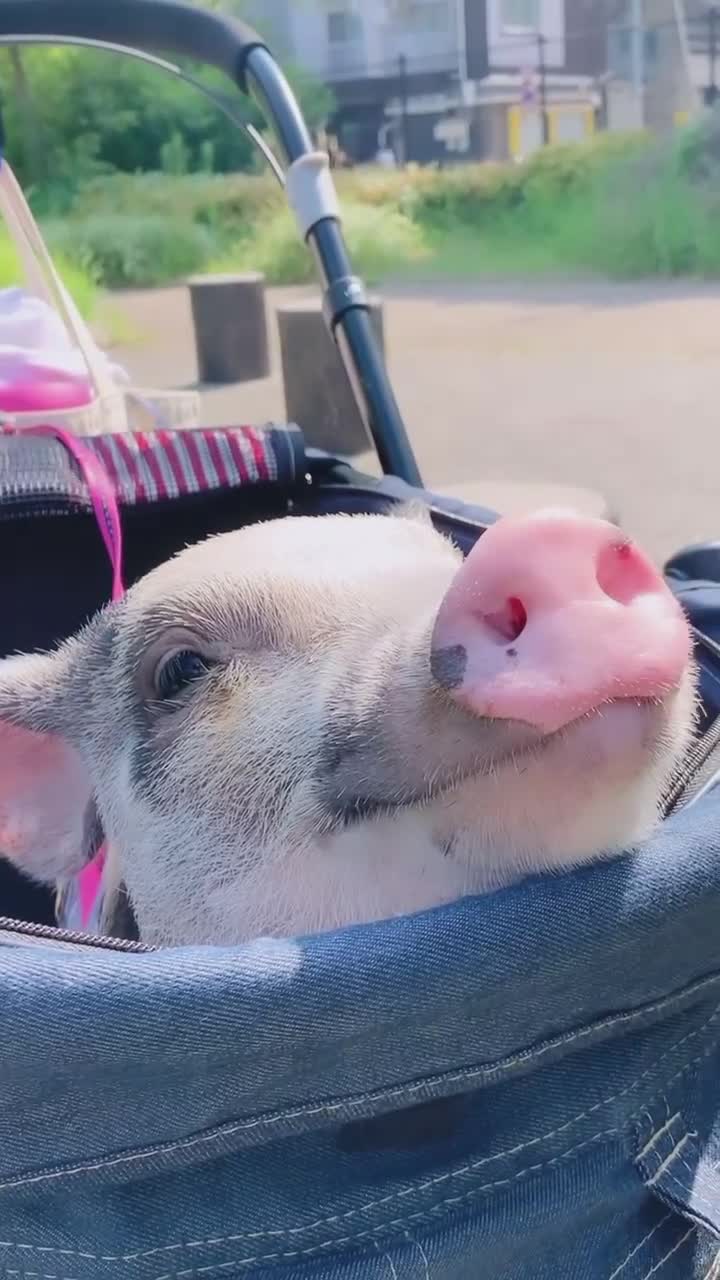 #животные #Милые #видео