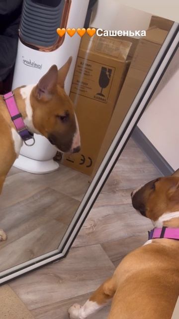 Бультерьер и наше новое зеркало🤍