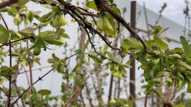 Крыжовник и жимолость цветут