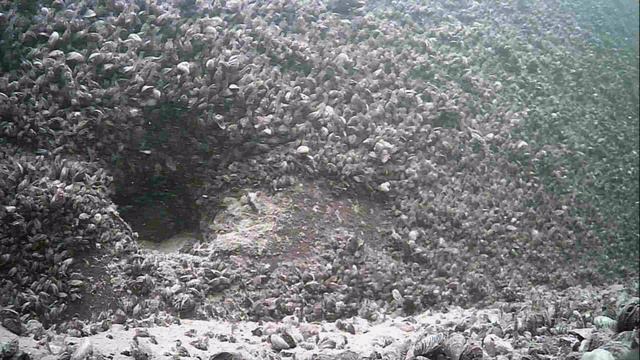 1000016477.mp4Волга гл.5м.30.04.2026г.