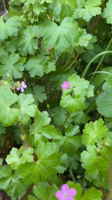Переезд на юг. Мой южный сад в апреле.