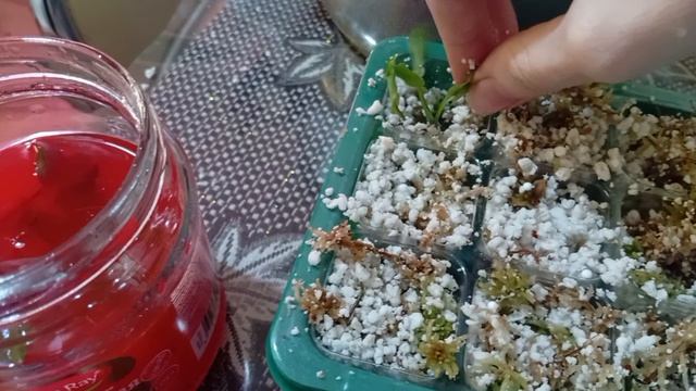 Промываем и высаживаем клоны растений. Что делать если в пакете с клонами появилась плесень