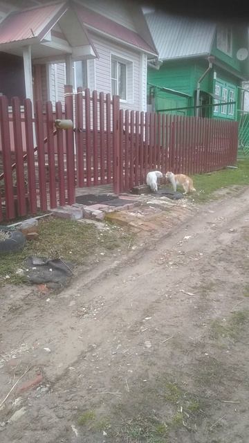 Коты мартовские!!!😺😺😺