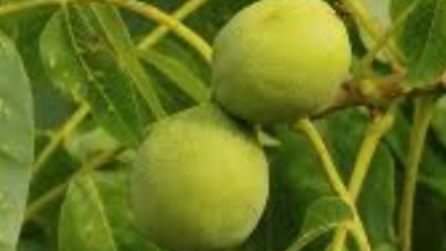 💯Вторая жизнь грецкого ореха 🔥