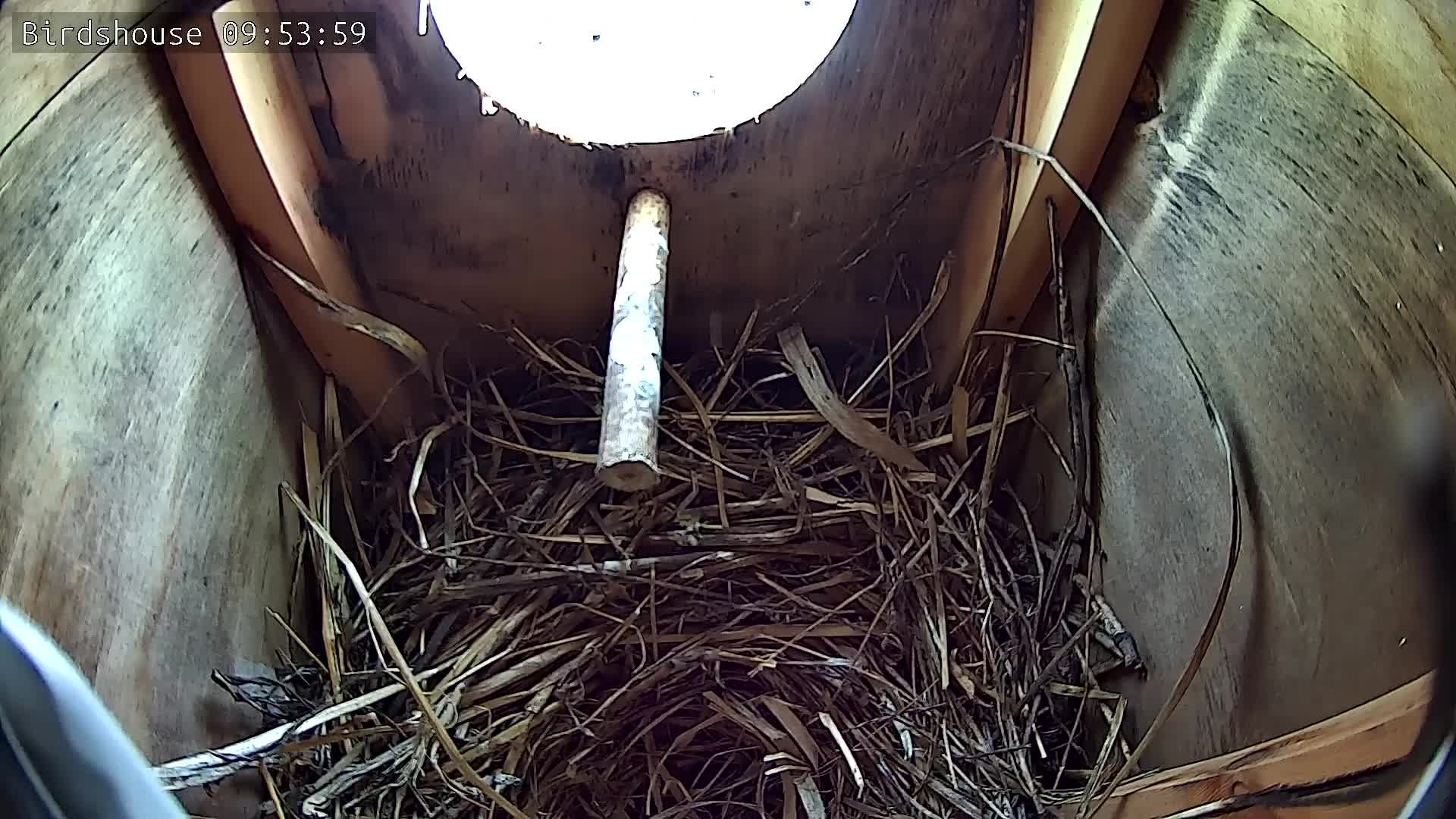 Скворечник - трансляция онлайн