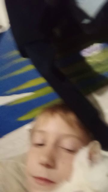 Котёнок райка