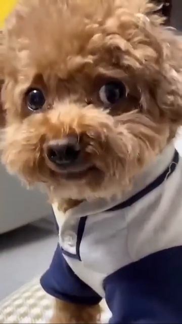 Клип @meowtaverse