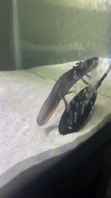 Такой концовки я и сам не ожидал (277)