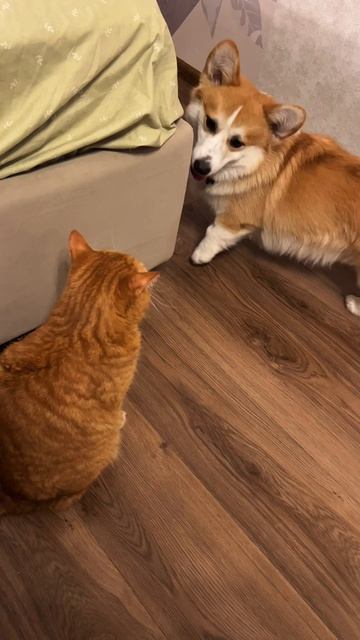 Вот проходят будни Коржа и Батона