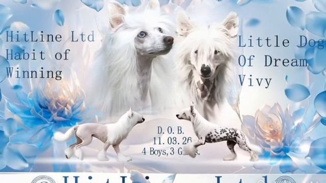 презентация помета.mp4