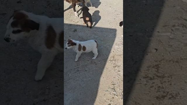 Я знаю что они меня ждут. Мой ежедневный рейд в любую погоду