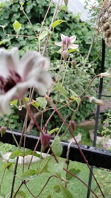 #Клематис принцесса Кейт под дождём . Наш сад 2025