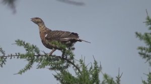 Красоты природы. Часть 2. Видео с охоты. Якутия.