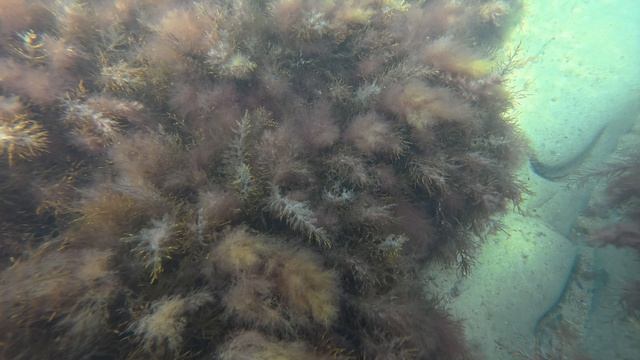 Анапа 30.04.2026 Подводная прогулка