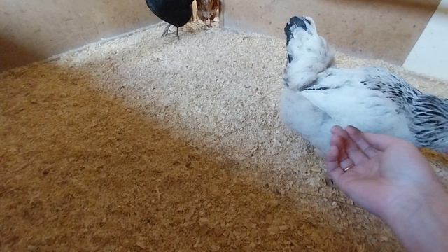 Жизнь НА пенсии. Тряхнём стариной. Мужа сабираю на вахту.