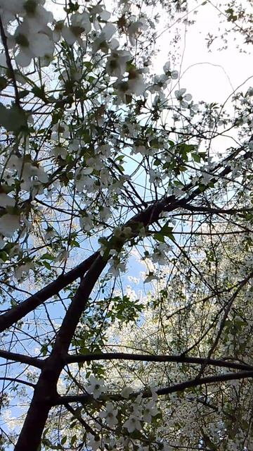 VID_20260424_111233.mp4