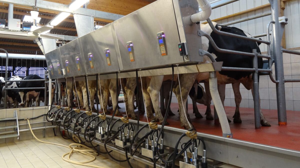 Доильный зал Параллель BouMatic-Formula-1