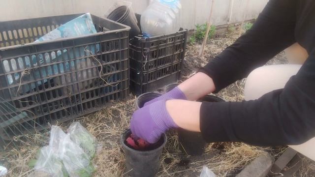 Ранний подъём в поликлинику посадила Шлюмбергеры посеяла редис