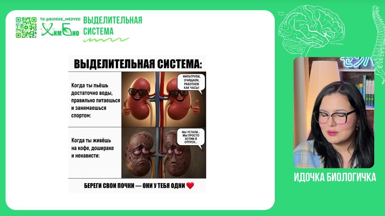 Выделительная система для ЕГЭ