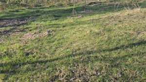 Сады Сибири .Закладка  сада.