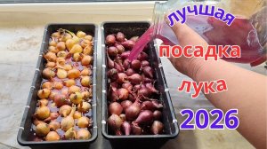 Лучшие советы по подготовке и посадке лука севка.
