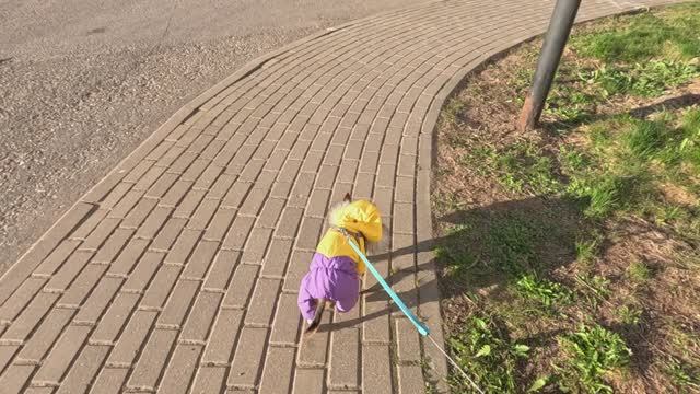 Прогулка с Джеффом по мини парку в Завидово (30.04.2026)