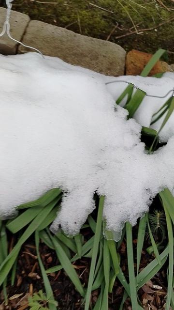 Нарциссы и тюльпаны сломало снегом в апрельский снегопад 2026