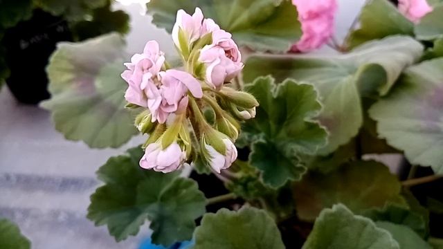 Цветение сортовых пеларгоний из личной коллекции.