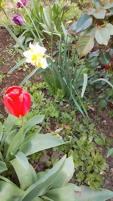 VID_20260421_070540.mp4