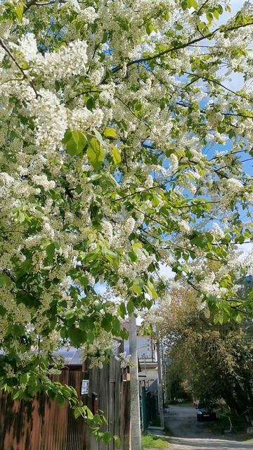 Черёмуха в цвету