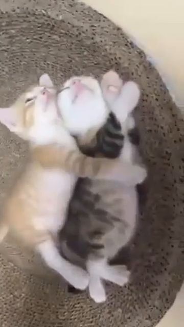 Клип @meowtaverse