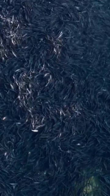 🎣 Корсаковский район. Ход сельди
#сахалин #рыбалка #путешествия #кемпинг #отдых #природа #дикийкрай