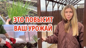 Как высадить рассаду лука? Посев моркови для лучшей всхожести. Одно удобрение для всего сада