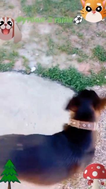 Футбол 2 тайм-2🐶🐱😅