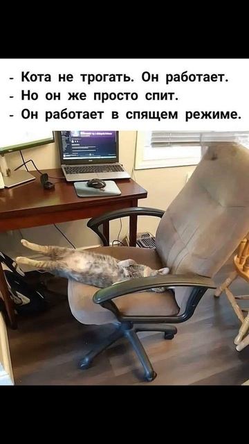 Мочалку потерял( Приколы с котами