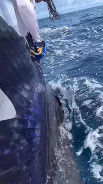 🐠Парусник (рыба)