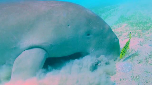 Дюгонь. Обжоры по необходимости