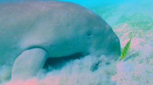 Дюгонь. Обжоры по необходимости