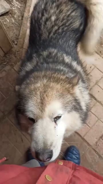 Маламут Санта 🌸 живет в гостях и ищет 🏠❗Пост в описании 🎥 #собака #маламут #друг #любовь #красота