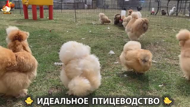 Идеальное птицеводство достойно восхищения 🐓🦆🦢🦚🦃🐔 эпизод (491)