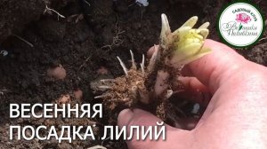 КАК ПОСАДИТЬ ЛИЛИЮ