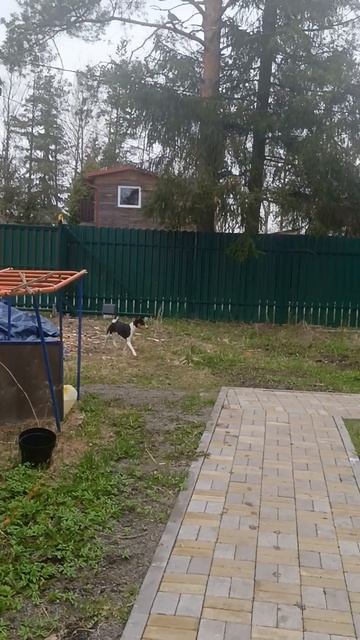 Лесные голуби и басенджи Санечка