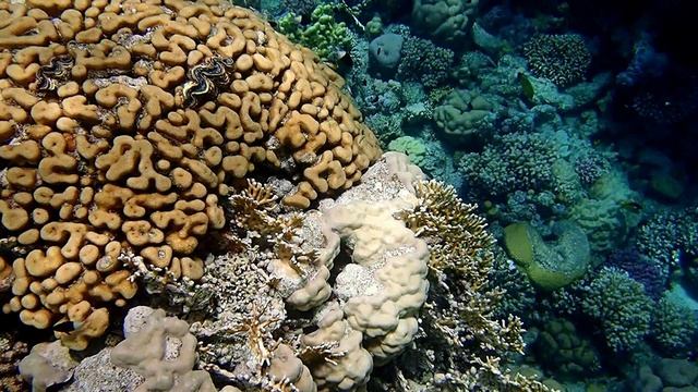 Риф в Сенсатори-6. Шарм эль Шейх