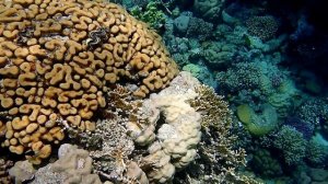 Риф в Сенсатори-6. Шарм эль Шейх