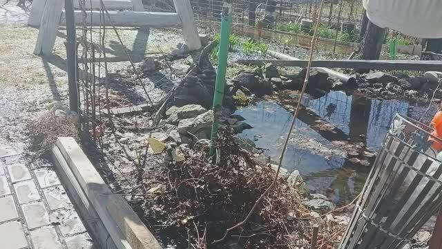 Пересадила раннюю капусту, цветочки,черенкованые питунии на Осень,