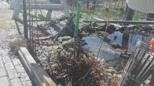 Пересадила раннюю капусту, цветочки,черенкованые питунии на Осень,